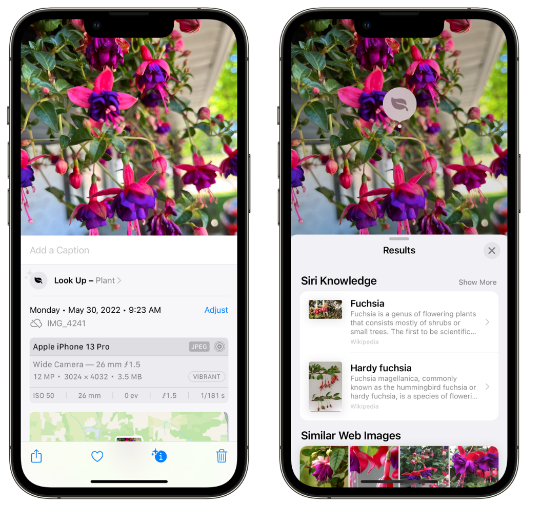 龙湖苹果手机维修分享小技巧：使用 iPhone 相机识别花卉植物 